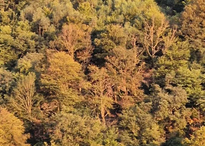 Sweet Semois Apartment Vresse-sur-Semois